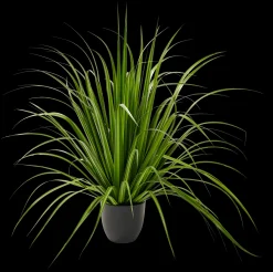 Sale CASA Allium Erba Decorativa Verde