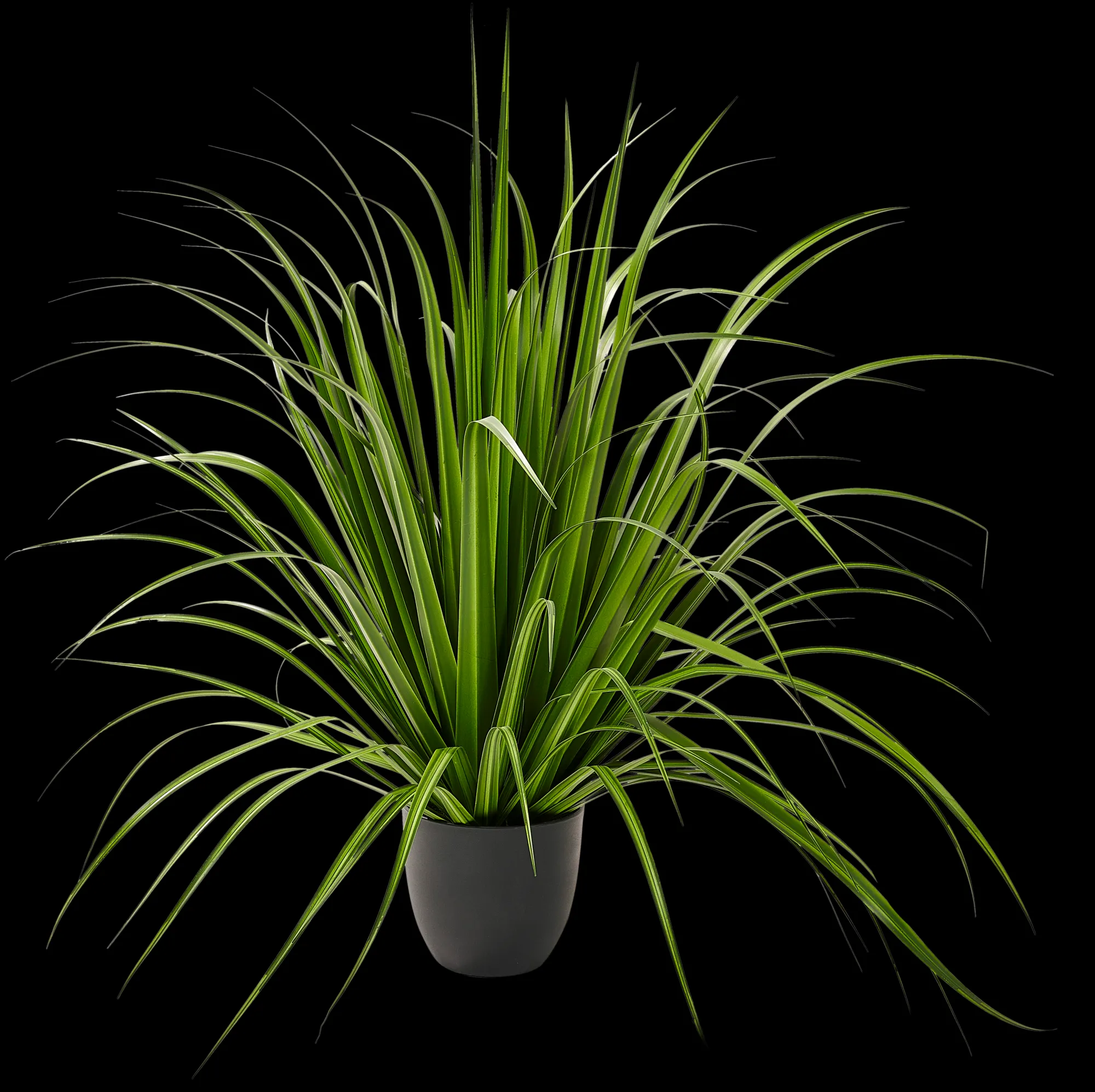 Sale CASA Allium Erba Decorativa Verde