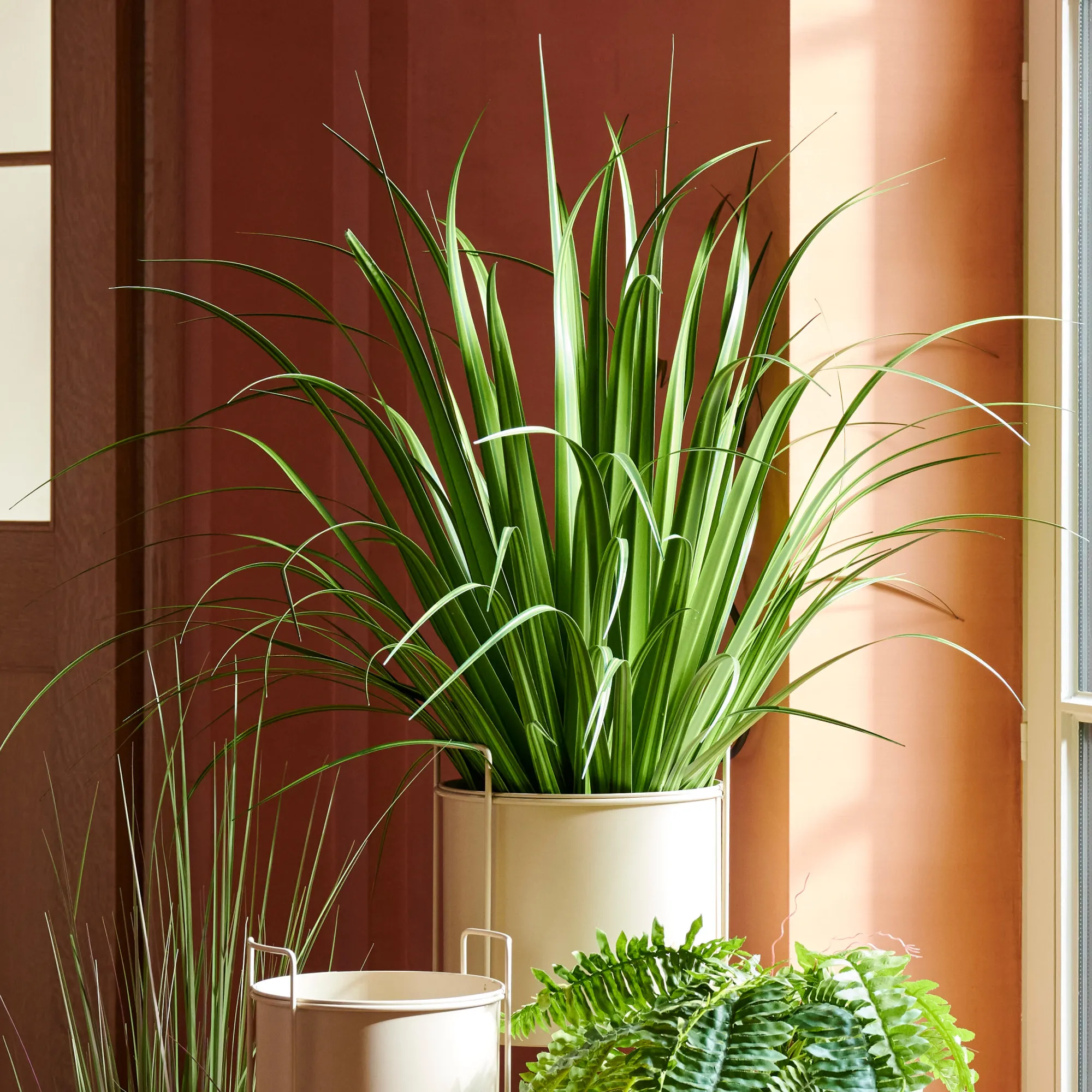 Sale CASA Allium Erba Decorativa Verde