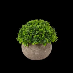 Hot CASA Buxus Pianta Vari Colori