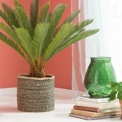Online CASA Cycas Palma Verde
