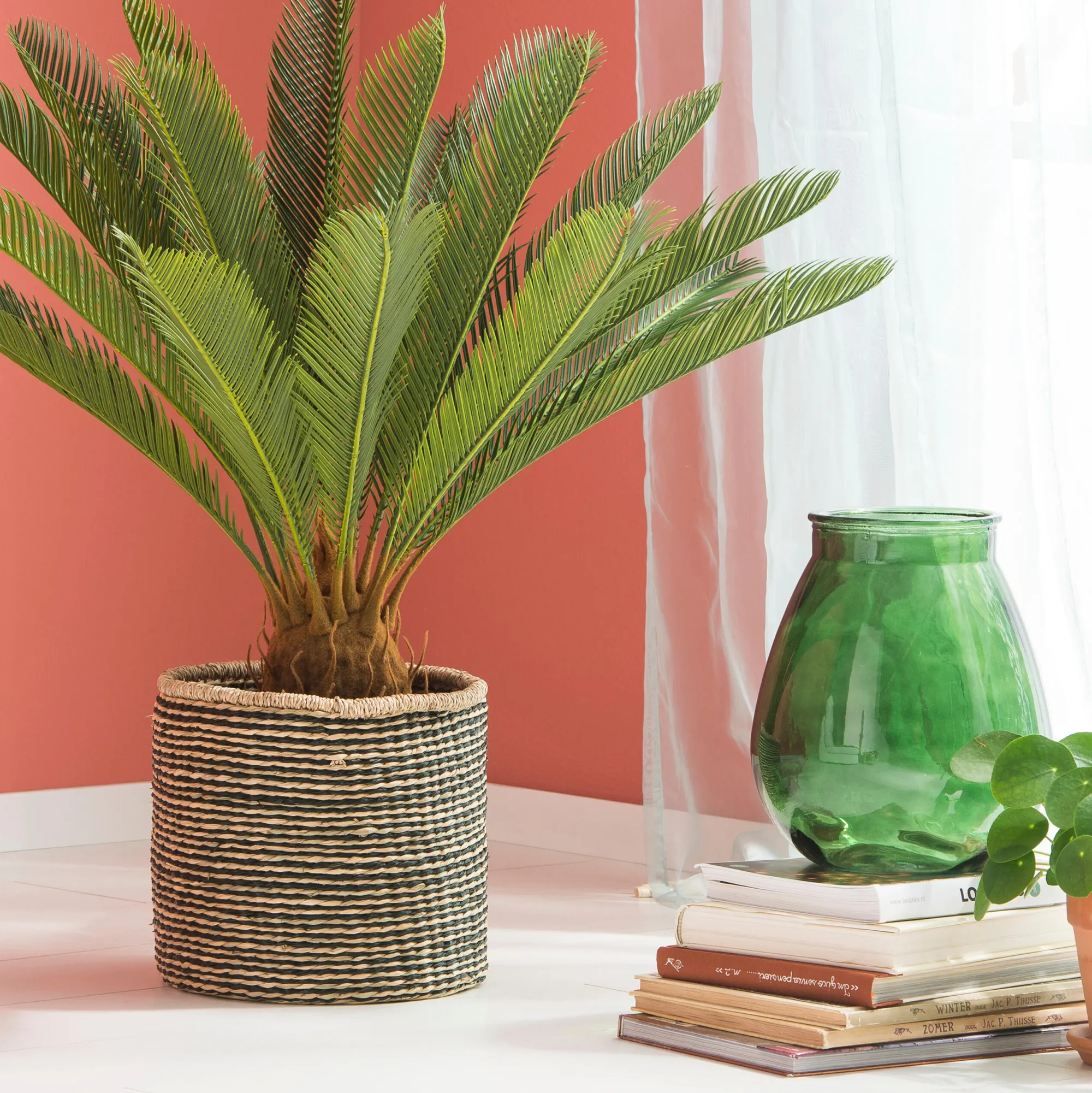 Online CASA Cycas Palma Verde