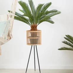 Online CASA Cycas Palma Verde