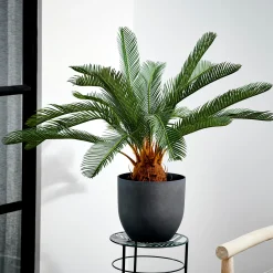 Online CASA Cycas Palma Verde