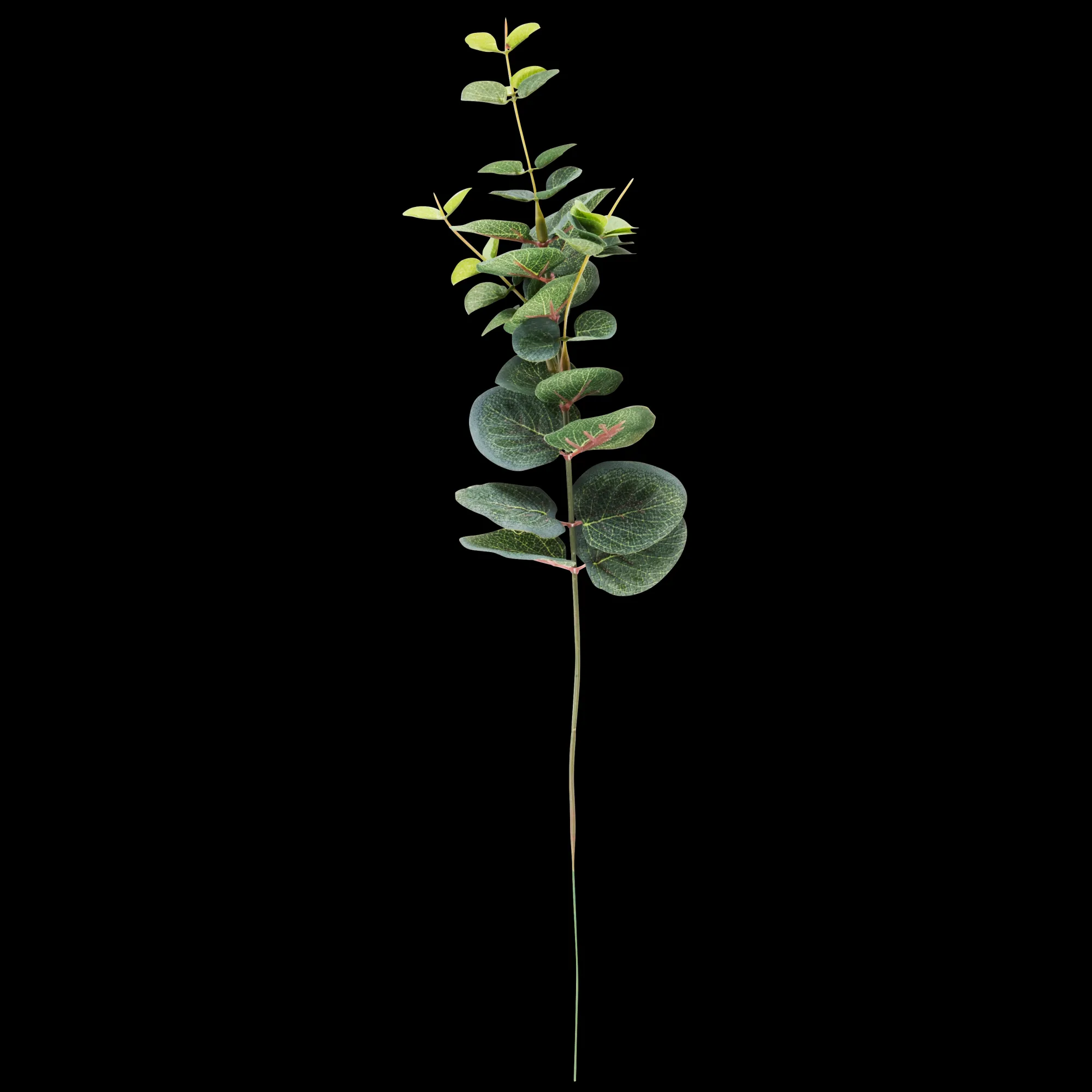 CASA Eucalyptus Ramo Artificiale Verde