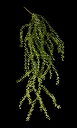 Discount CASA Fern Ramo Di Felce Verde