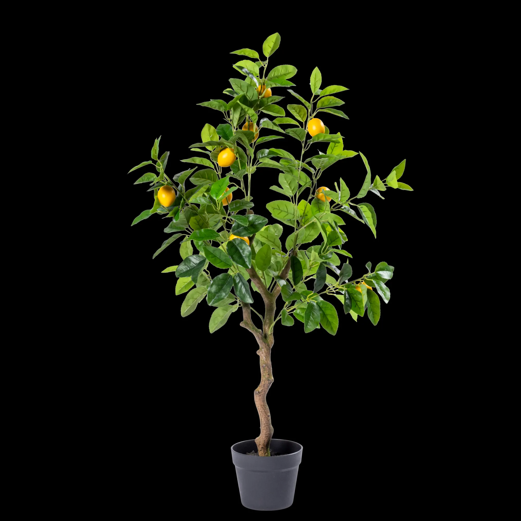Outlet CASA Lemon Albero Di Limone Verde