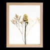 Discount CASA Limonium Decorazione Da Parete Naturale