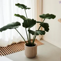 Sale CASA Lotus Pianta Verde