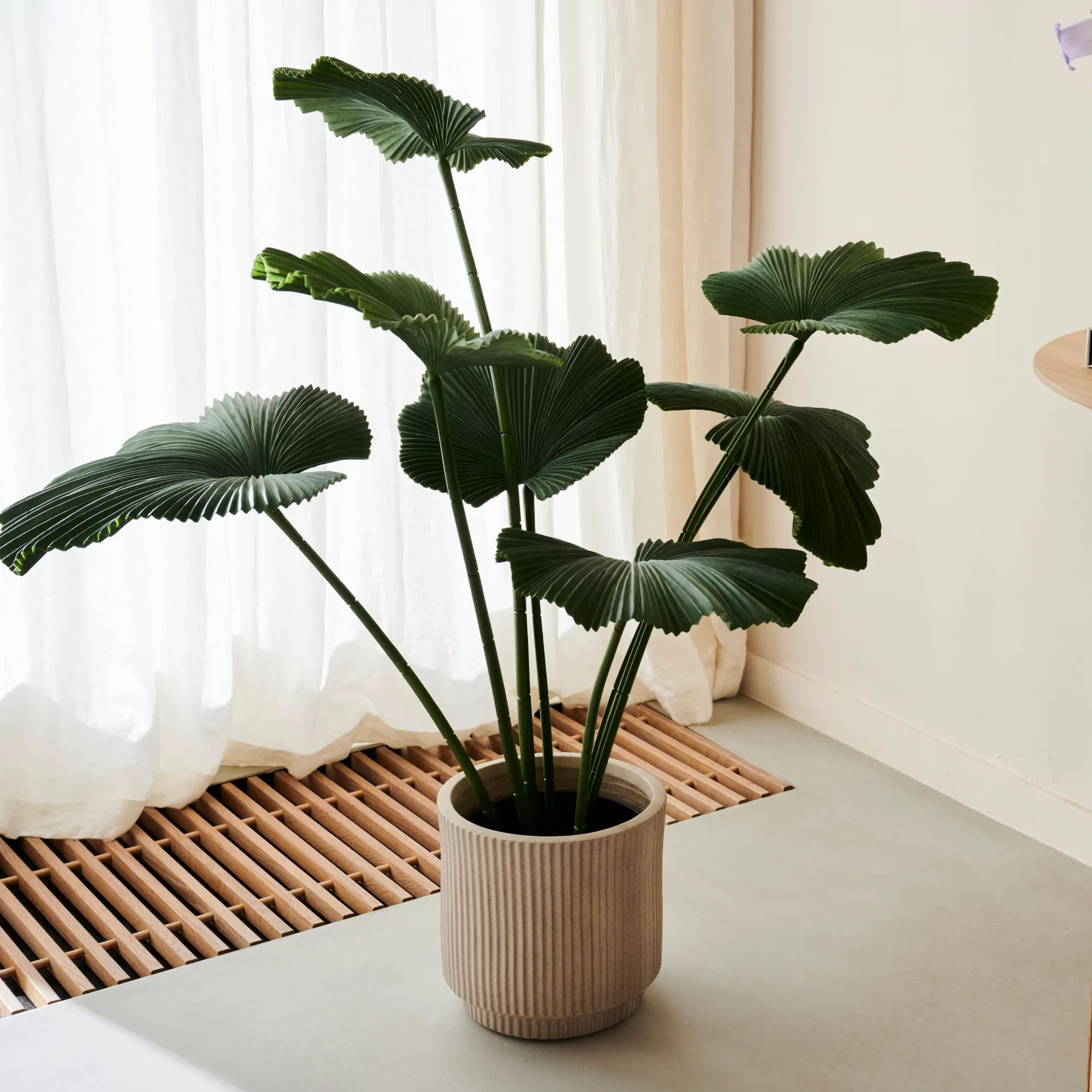 Sale CASA Lotus Pianta Verde