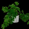 Outlet CASA Monstera Pianta Vari Colori, Bianco, Verde