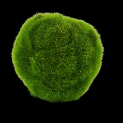 Hot CASA Moss Sfera Di Muschio Verde