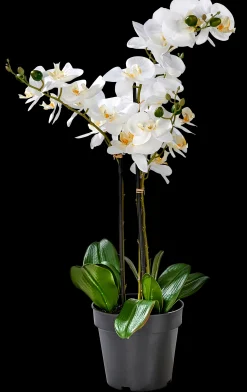 Discount CASA Orchid Orchidea In Vaso Bianco