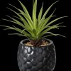 Sale CASA Pina Pianta D'Ananas In Vaso Nero