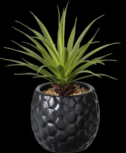 Sale CASA Pina Pianta D'Ananas In Vaso Nero