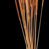 Best CASA Typha Canna Palustre Set Di 15 Naturale