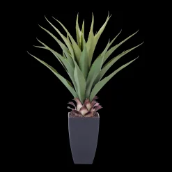 Online CASA Vera Aloe Vera Verde