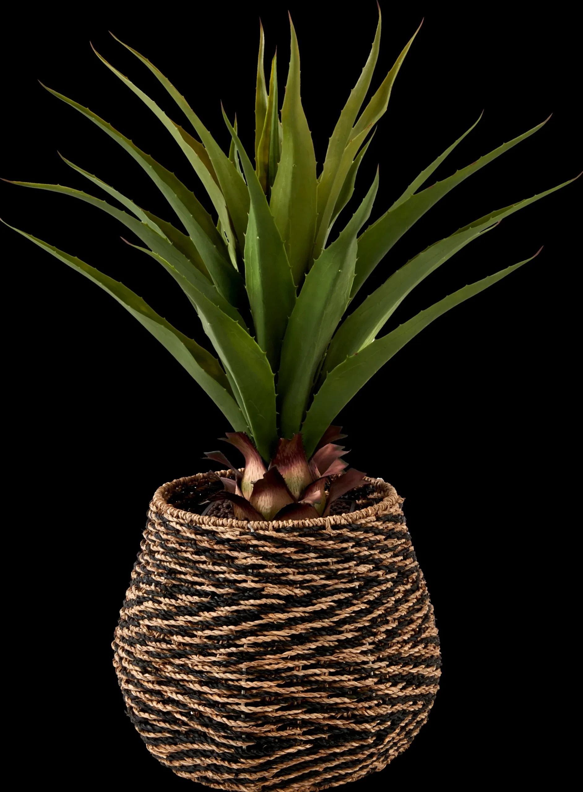 Online CASA Vera Aloe Vera Verde